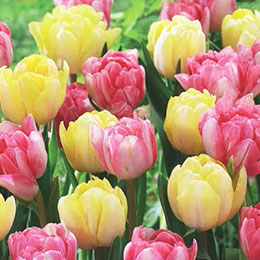 Tulip Fox Trot Double, Early flowering Mixed